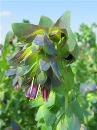 Picture of Cerinthe - Major Purpurescens